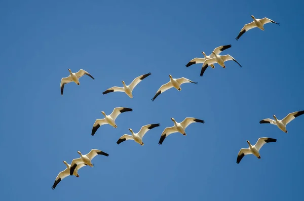 Pequeña Bandada Gansos Nieve Volando Cielo Azul —  Fotos de Stock