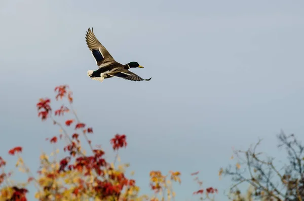 Stockente Fliegt Den Herbstbäumen Vorbei — Stockfoto