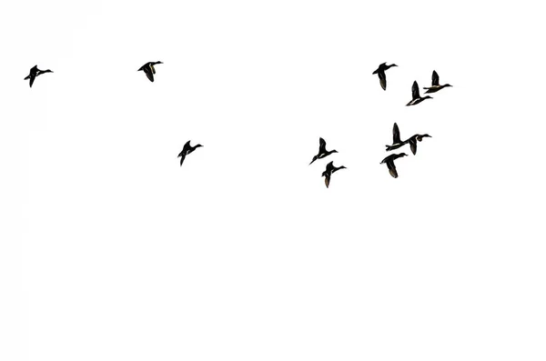 Uçuş Ördek Sürüsü Beyaz Bir Arka Plan Üzerinde Kontrast — Stok fotoğraf