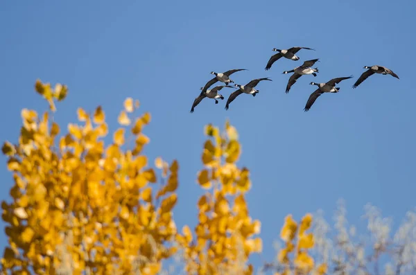 Schwarm Kanadagänse Fliegt Goldenen Herbstbäumen Vorbei — Stockfoto