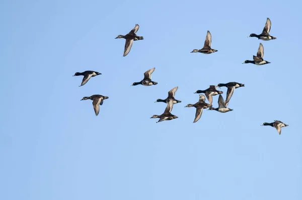 颈鸭在蓝色的天空中飞翔 — 图库照片