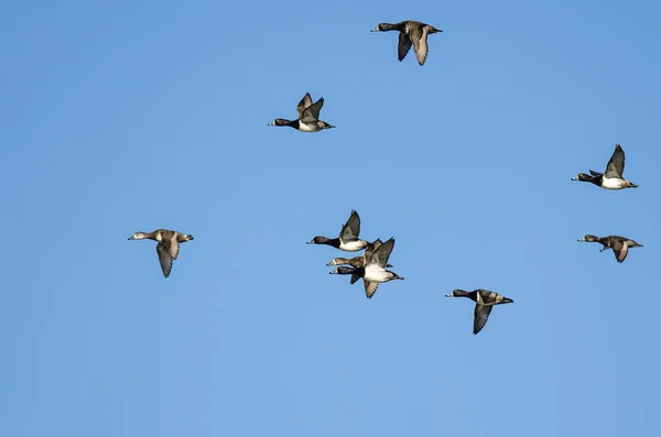 青い空を飛んでリング リングネック アヒルの群れ — ストック写真