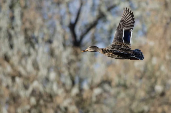 Mallard Duck Flyger Förbi Höstträden — Stockfoto