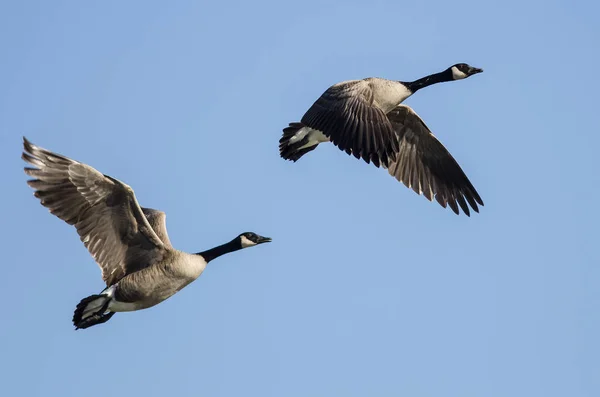 Paar Van Canada Ganzen Vliegen Een Blauwe Hemel — Stockfoto