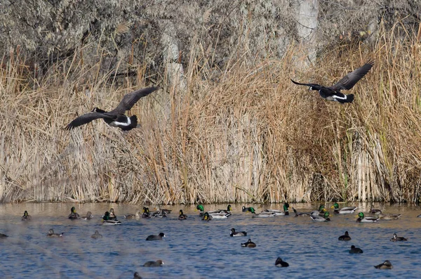 Canadese Ganzen Landing Wetlands — Stockfoto