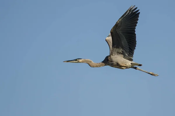 Great Blue Heron Flying Blue Sky — Stock Photo, Image