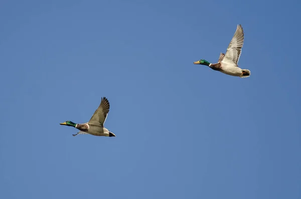 Dos Patos Mallard Volando Cielo Azul — Foto de Stock