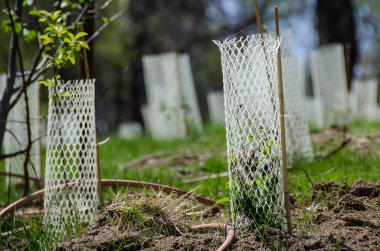 Beyaz plastik kafes koruyucu tüpler tarafından korunan fidan ile dolu bahçe