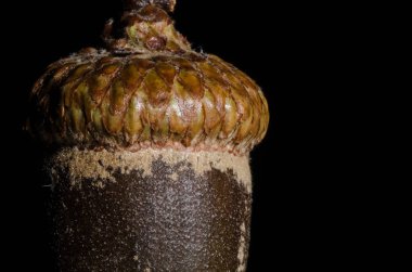 Doğa Özet: Olgun bir meşe palamudu yakından bakmak 