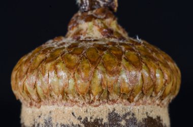 Doğa Özet: Bir meşe palamudu Cap yakından bakmak