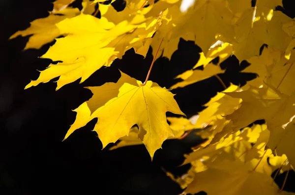 Golden Maple Leaves Exhibiting Elegance Autumn — Stock Photo, Image