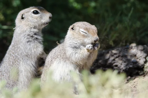 Entzückendes Kleines Erdhörnchen Reibt Sich Sein Gesicht — Stockfoto