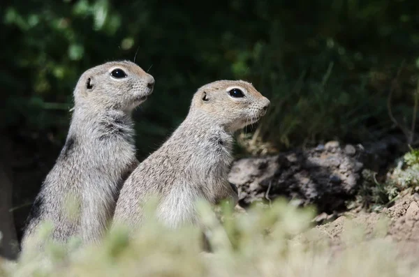 Dos Pequeñas Ardillas Terrestres Alerta Vigilan Casa — Foto de Stock