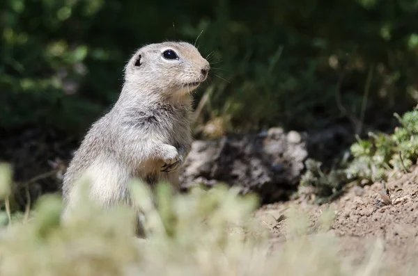 Alerta Little Ground Squirrel Guardia Permanente Sobre Hogar — Foto de Stock