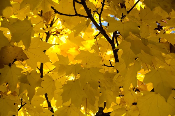Goldene Ahornblätter Mit Der Eleganz Des Herbstes — Stockfoto