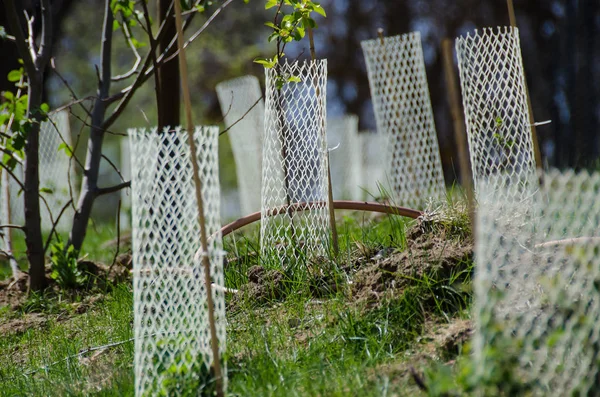 Garden Filled Seedlings Protected White Plastic Mesh Protector Tubes — Stock Photo, Image