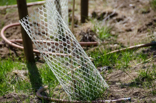 Garden Filled Seedlings Protected White Plastic Mesh Protector Tubes — Stock Photo, Image