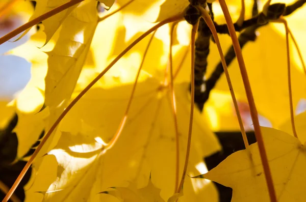 Golden Maple Leaves Exhibiting Elegance Autumn — Stock Photo, Image