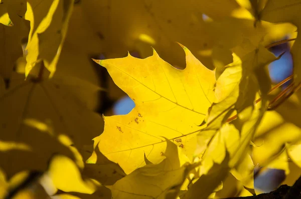 Golden Maple Leaves Exhibiting Elegance Autumn — Stock Photo, Image