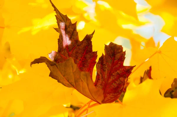 Hoja Roja Solitaria Incrustada Entre Las Hojas Arce Dorado Otoño —  Fotos de Stock