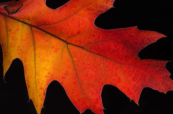 Betrachten Sie Die Schönheit Eines Bunten Herbstblattes — Stockfoto