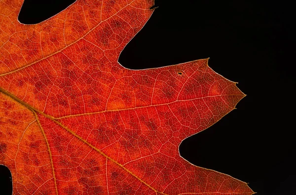 Betrachten Sie Die Schönheit Eines Bunten Herbstblattes — Stockfoto