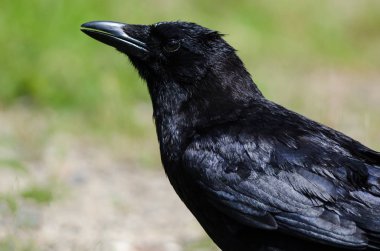Close Look at the Profile of an American Crow clipart