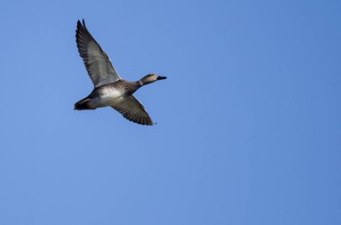 Yalnız kalabalık bir mavi gökyüzünde uçan