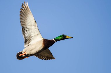 Mavi Gökte Uçan Mallard Ördeği
