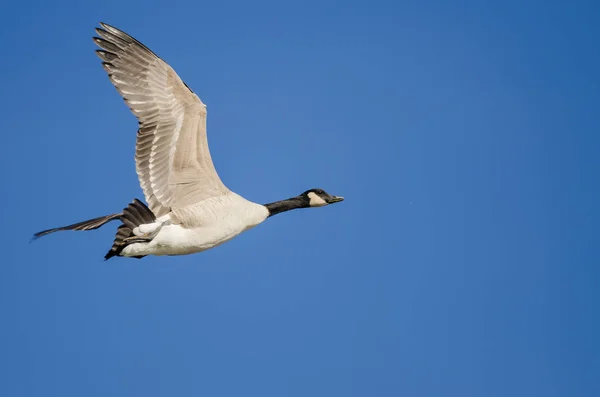 Osamělý Canada Goose Létání Modré Obloze — Stock fotografie