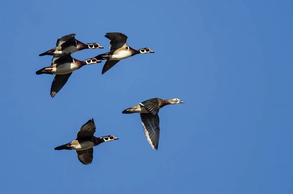 Fem Trä Ankor Flyger Blå Himmel — Stockfoto