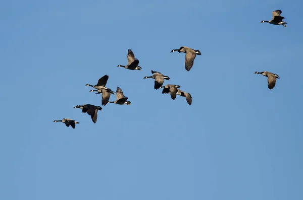 Herde Von Kanadagänsen Fliegt Blauem Himmel — Stockfoto