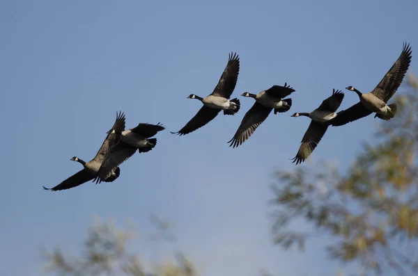 Flock Canada Gäss Som Flyger Förbi Ett Höstträd — Stockfoto