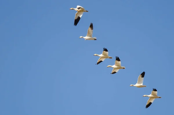 Troupeau Oies Des Neiges Volant Dans Ciel Bleu — Photo