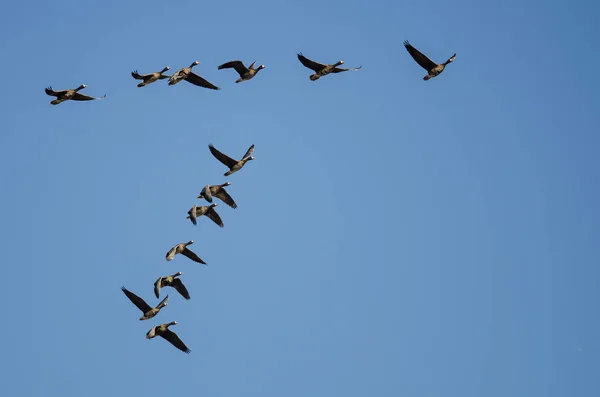 Schwarm Der Weißstirngänse Fliegt Einen Blauen Himmel — Stockfoto