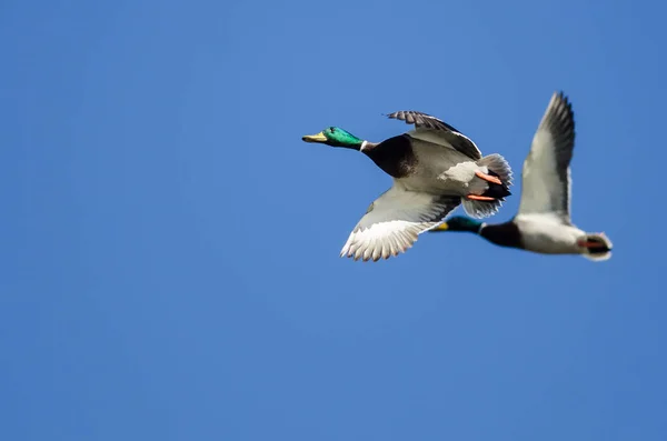 Canard Colvert Volant Dans Ciel Bleu — Photo