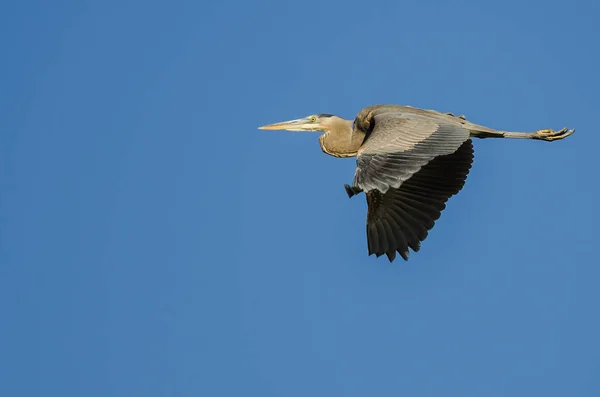 Velká Modrá Volavka Létající Modrém Nebi — Stock fotografie