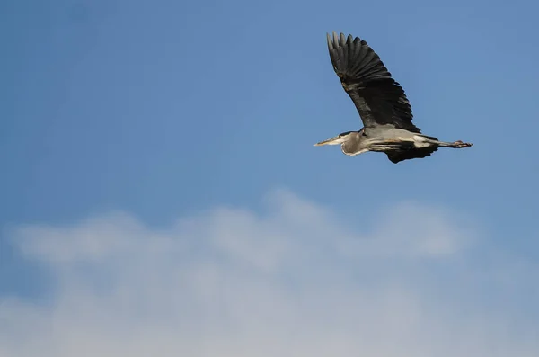 Grand Héron Volant Dans Ciel Bleu — Photo