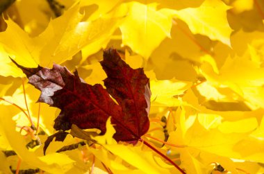 Yalnız kırmızı yaprak arasında altın akçaağaç gömülü sonbahar yaprakları