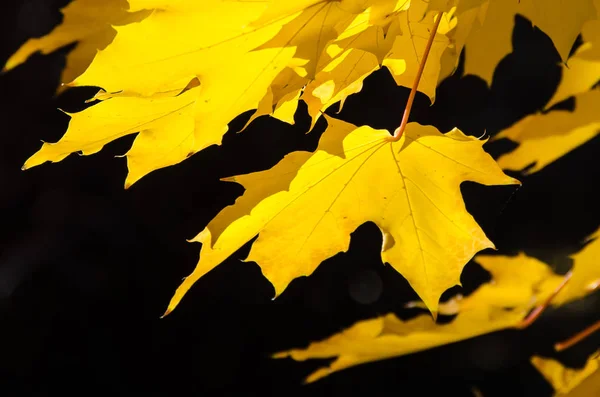 Golden Maple Leaves Exhibiting Elegance Autumn — Stock Photo, Image