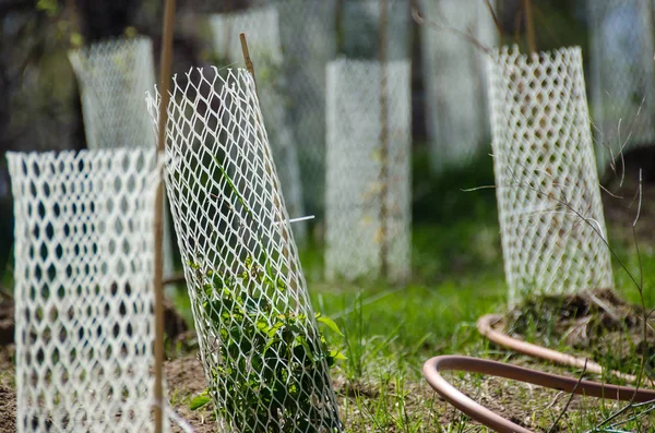 Tuin Gevuld Met Zaailingen Beschermd Door Witte Netwave Protector Buizen — Stockfoto