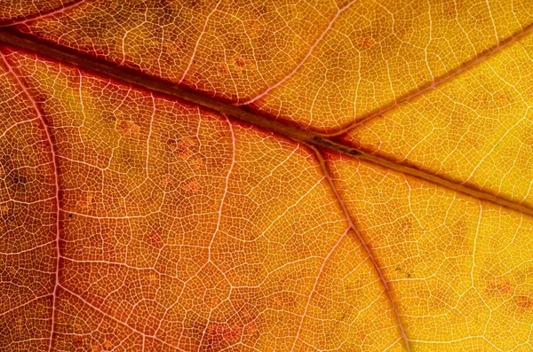 Nature Abstract Cells Veins Colorful Autumn Leaf — Stock Photo, Image