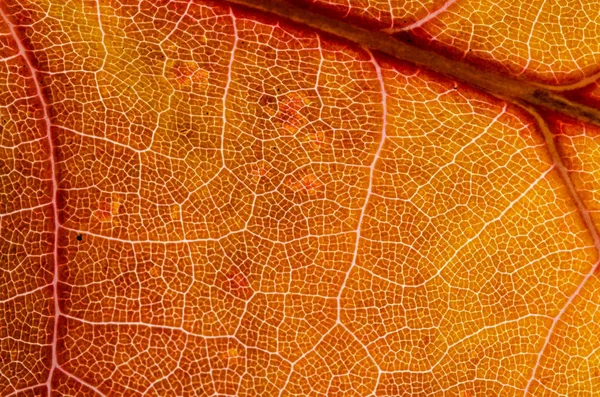 Nature Abstract Cells Veins Colorful Autumn Leaf — Stock Photo, Image