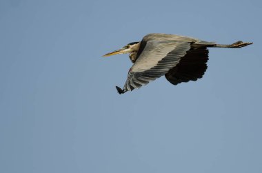 Büyük Mavi Balıkçıl Mavi Gökte Uçuyor