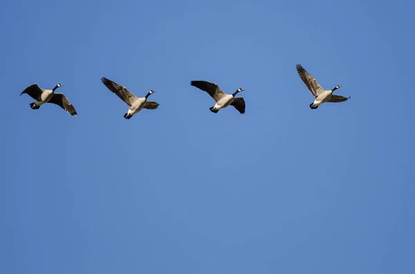 Cuatro Gansos Canadá Volando Cielo Azul —  Fotos de Stock
