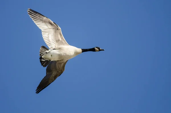 独来独往的加拿大鹅在蓝天中飞翔 — 图库照片