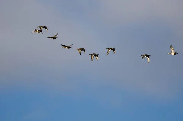 Herde Ringelhalsenten Fliegt Einem Wolkenverhangenen Himmel — Stockfoto