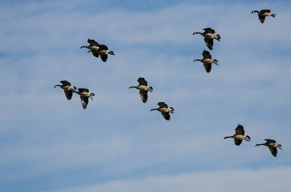Kanada Kaz Sürüsü Mavi Gökte Uçuyor — Stok fotoğraf