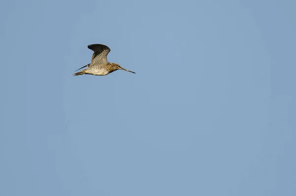 Lone Wilson Snipe Flying Blue Sky — Stock Photo, Image