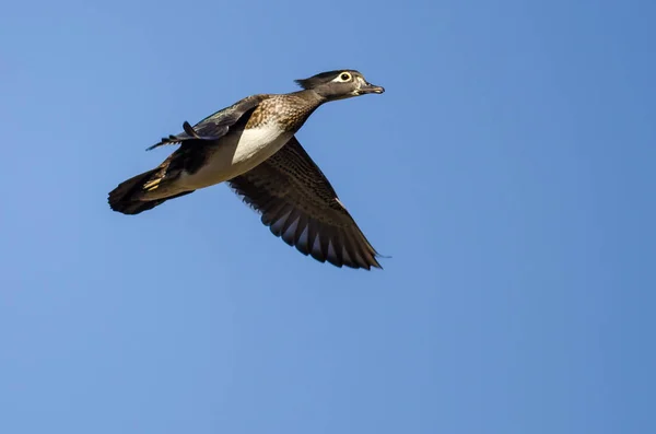 Pato Madera Hembra Volando Cielo Azul —  Fotos de Stock